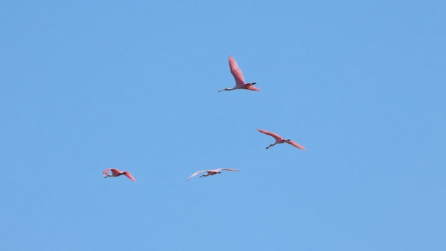 Розовая колпица - ML647416502