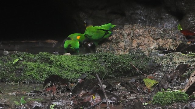 Желтощёкий лорито - ML647416531