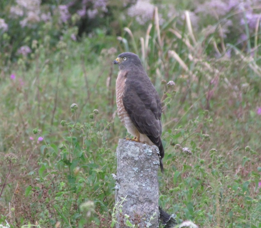 Roadside Hawk - ML647416533