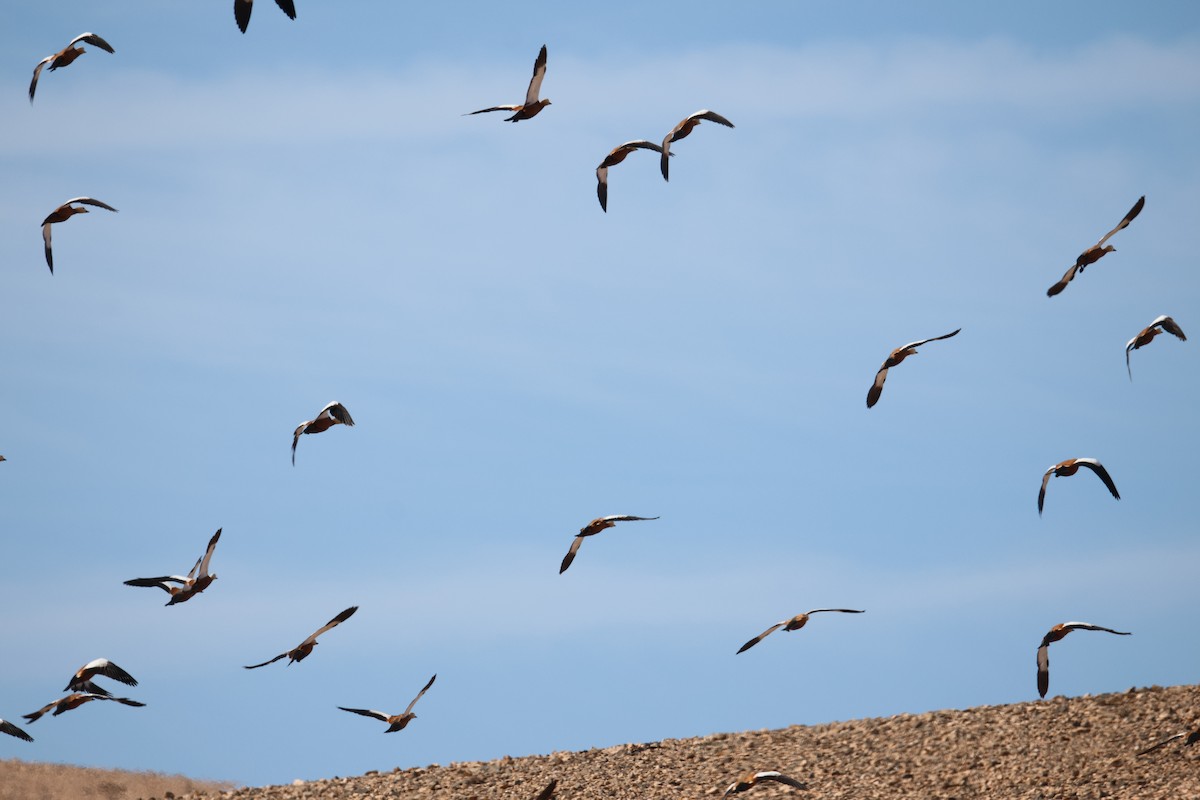 Ruddy Shelduck - ML647416555
