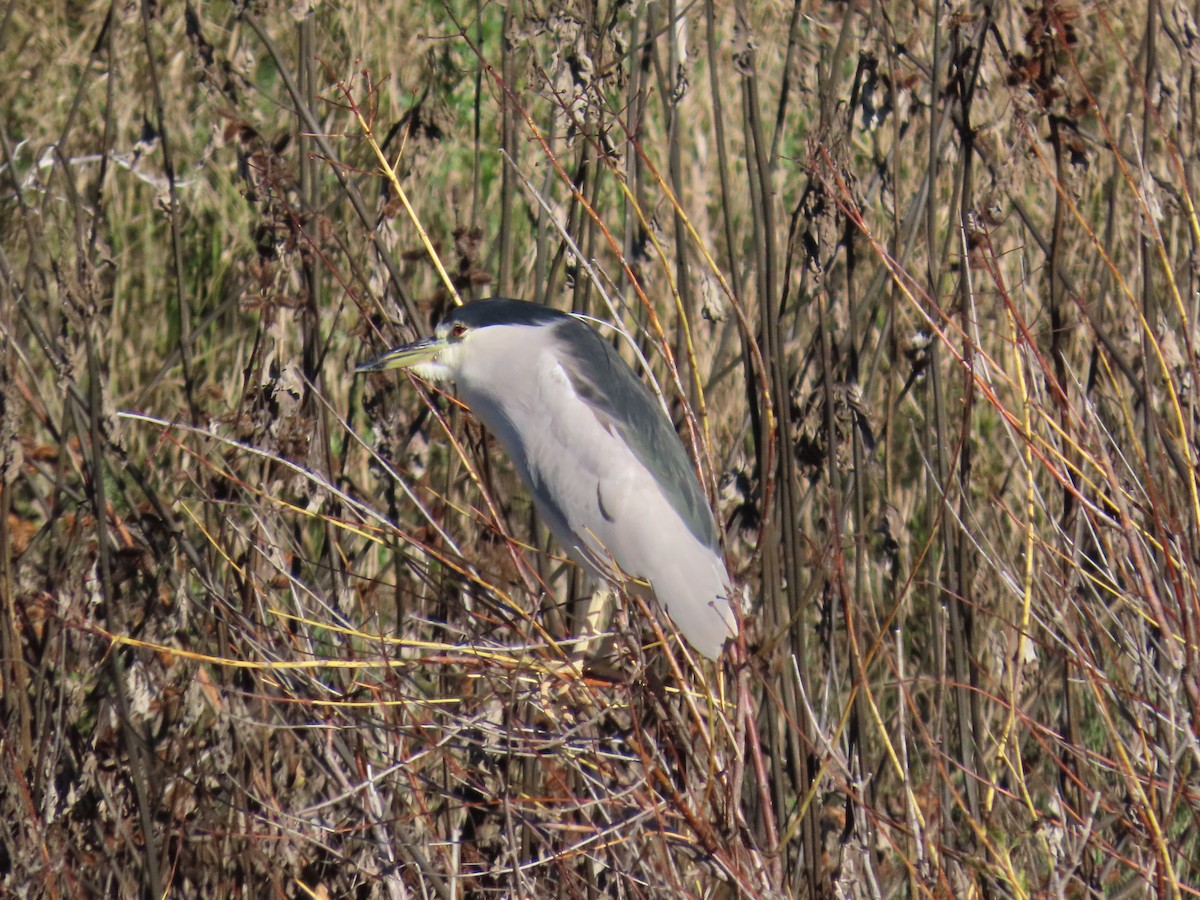 Black-crowned Night Heron - ML647416563