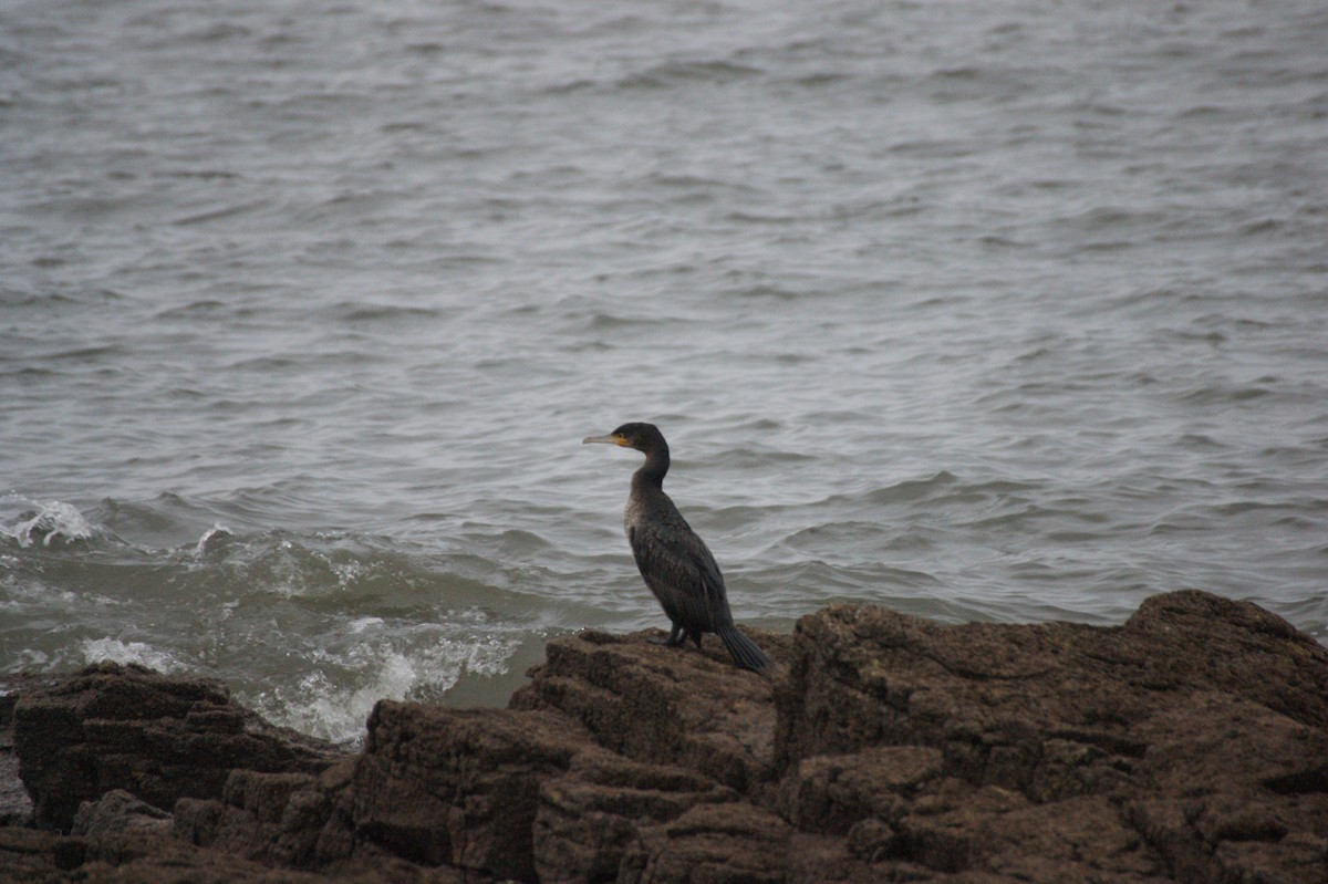 storskarv - ML647416565