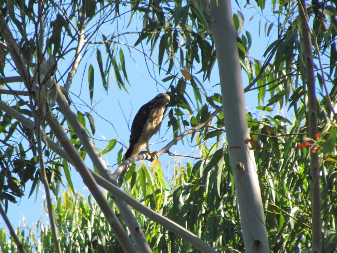 Roadside Hawk - ML647416566