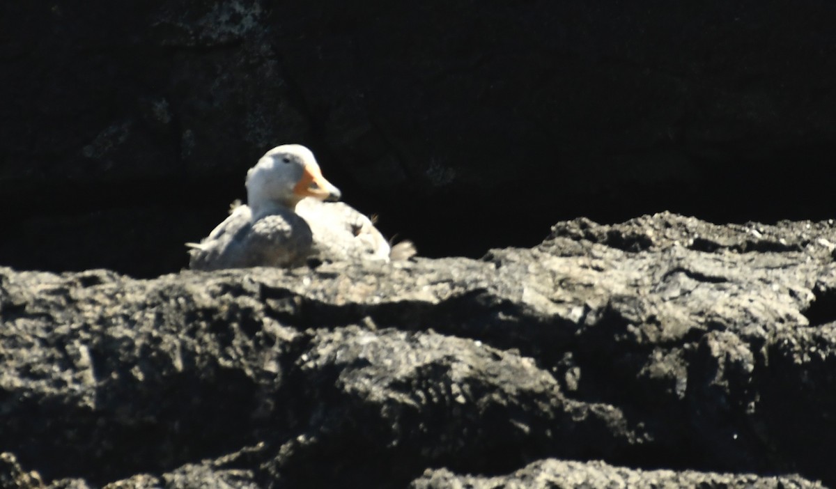 オオフナガモ - ML647416574