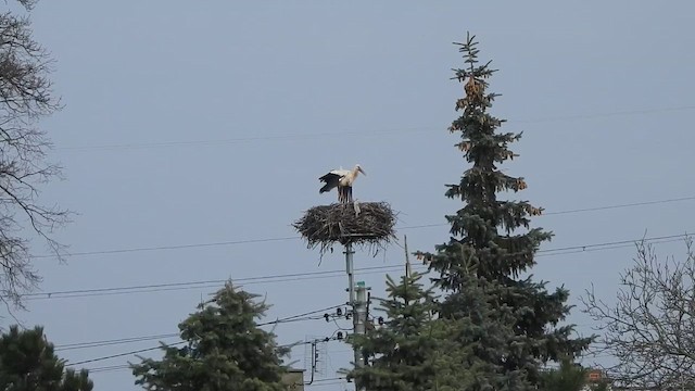 Белый аист - ML647416577