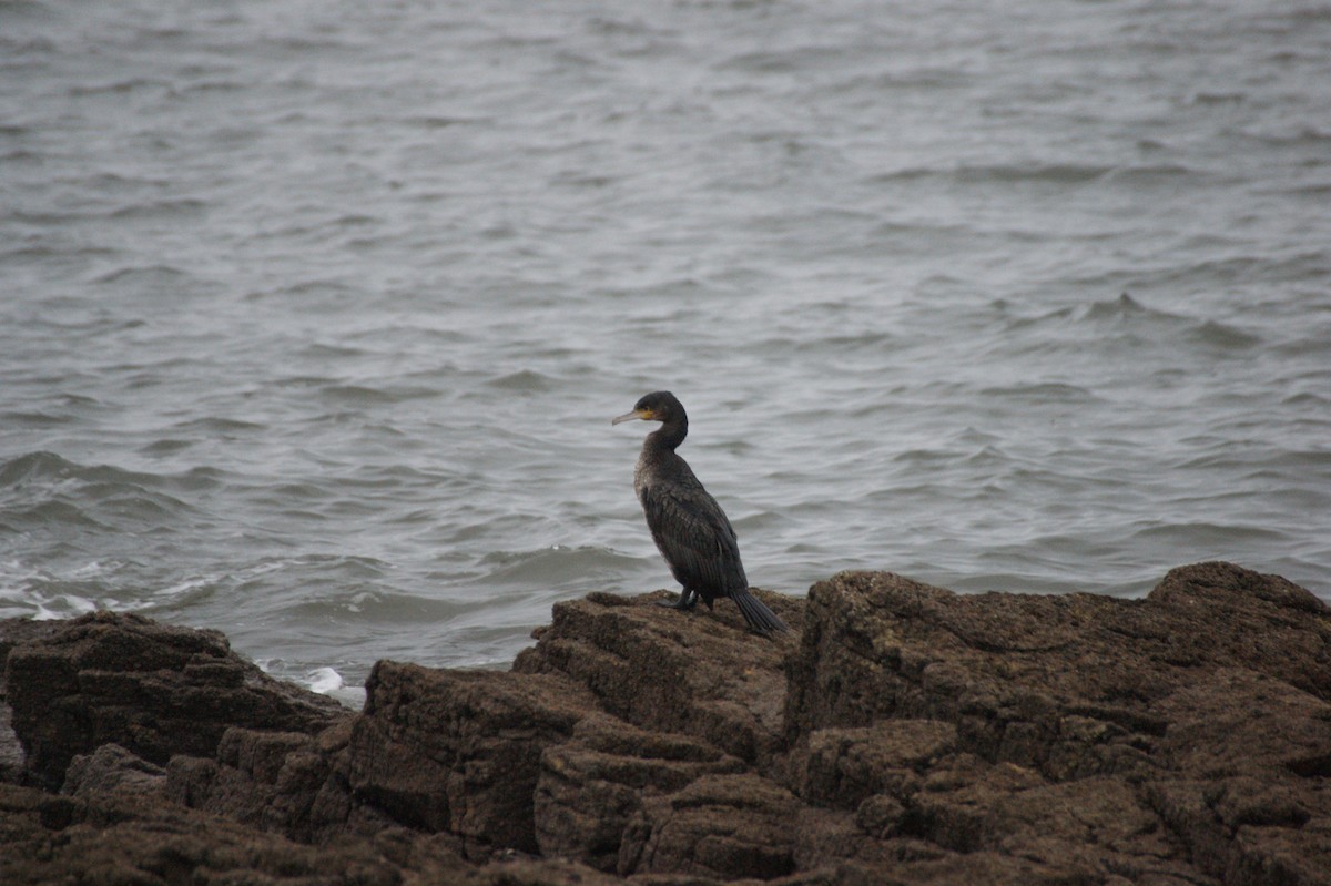 storskarv - ML647416583