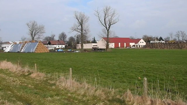 Белый аист - ML647416588