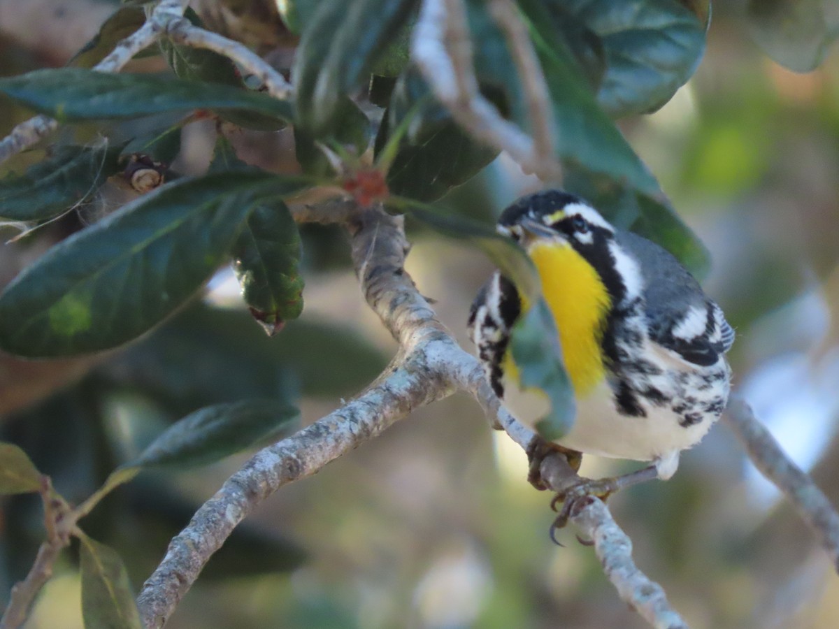 Paruline à gorge jaune - ML647416596
