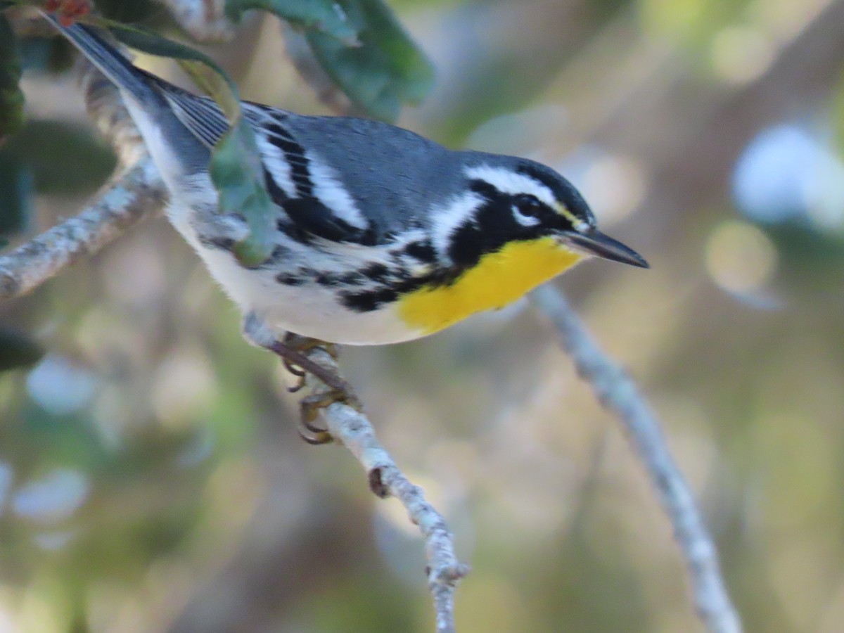 Paruline à gorge jaune - ML647416597