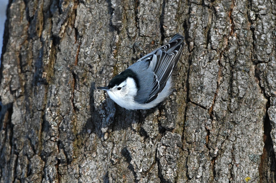 Weißbrustkleiber - ML647416605