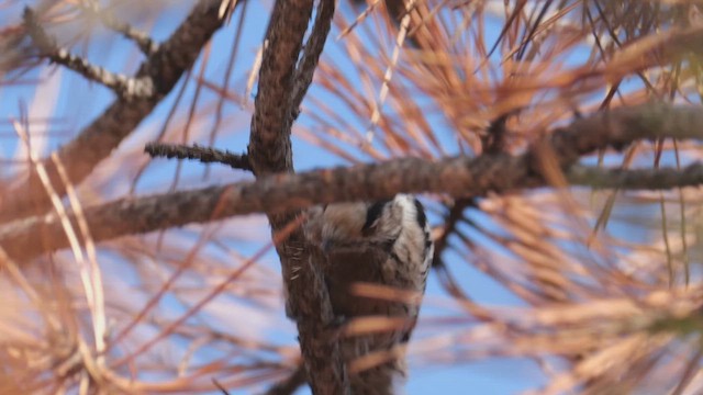 Малый пёстрый дятел - ML647416618