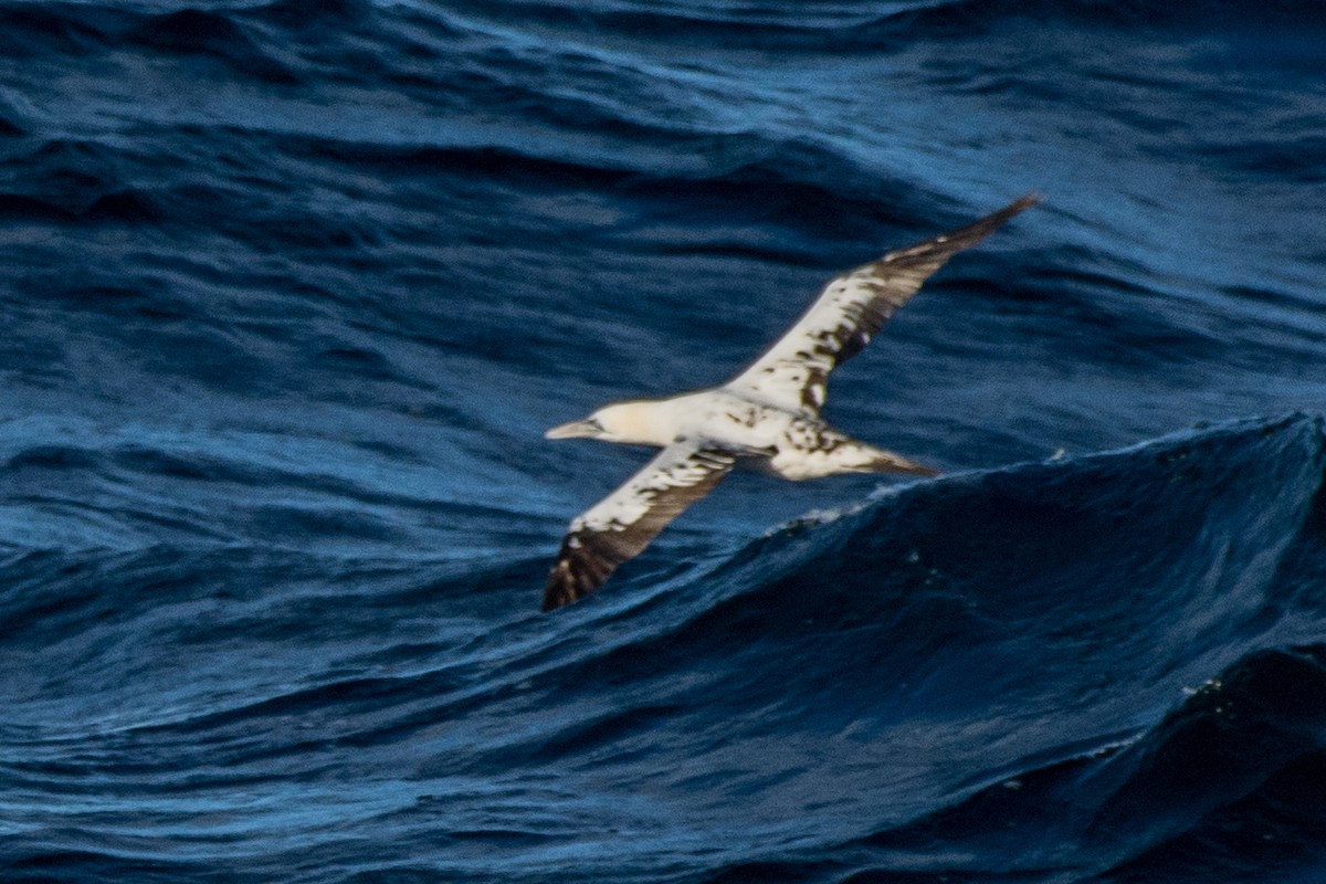 סולה מצויה - ML647416620