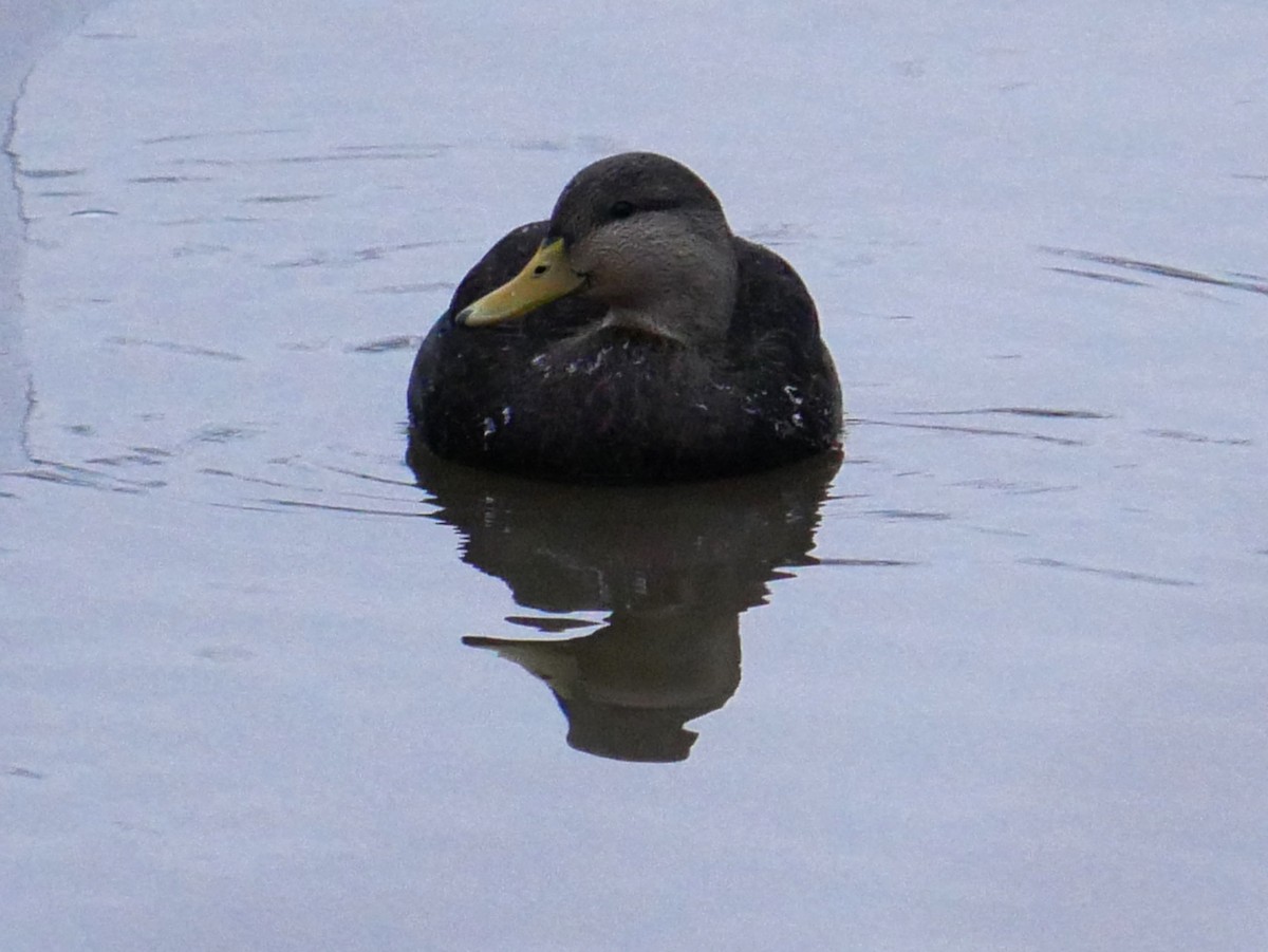 Ahate iluna - ML647416626