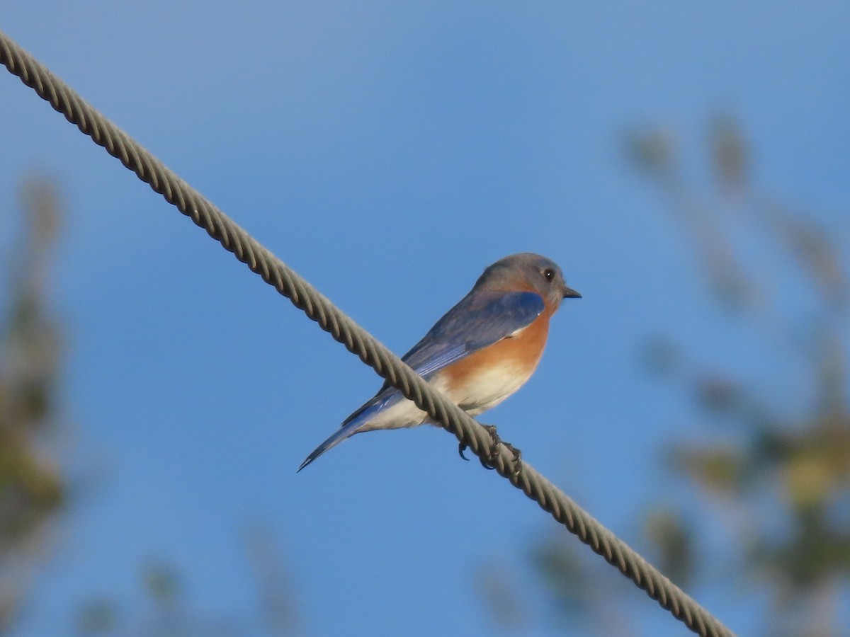 Eastern Bluebird - ML647416627