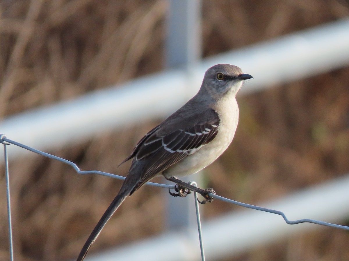 Northern Mockingbird - ML647416632