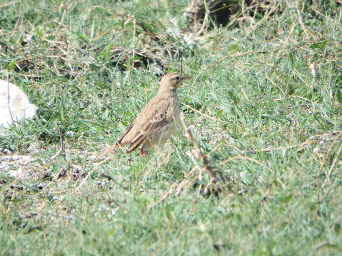 Blyth's Pipit - ML647416634