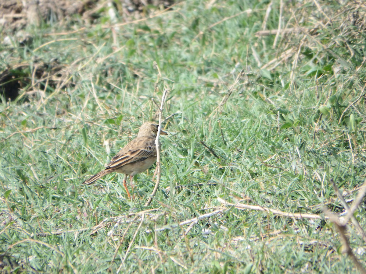 Blyth's Pipit - ML647416635