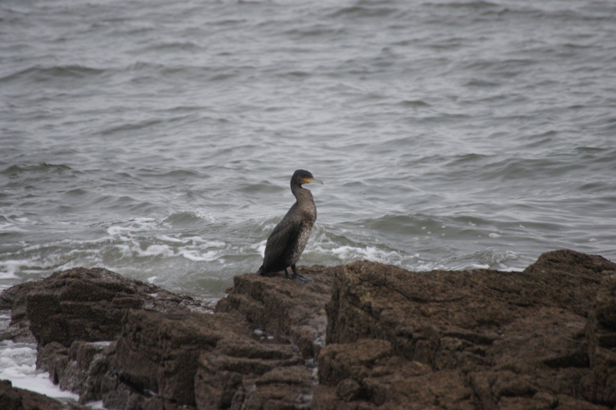 storskarv - ML647416636