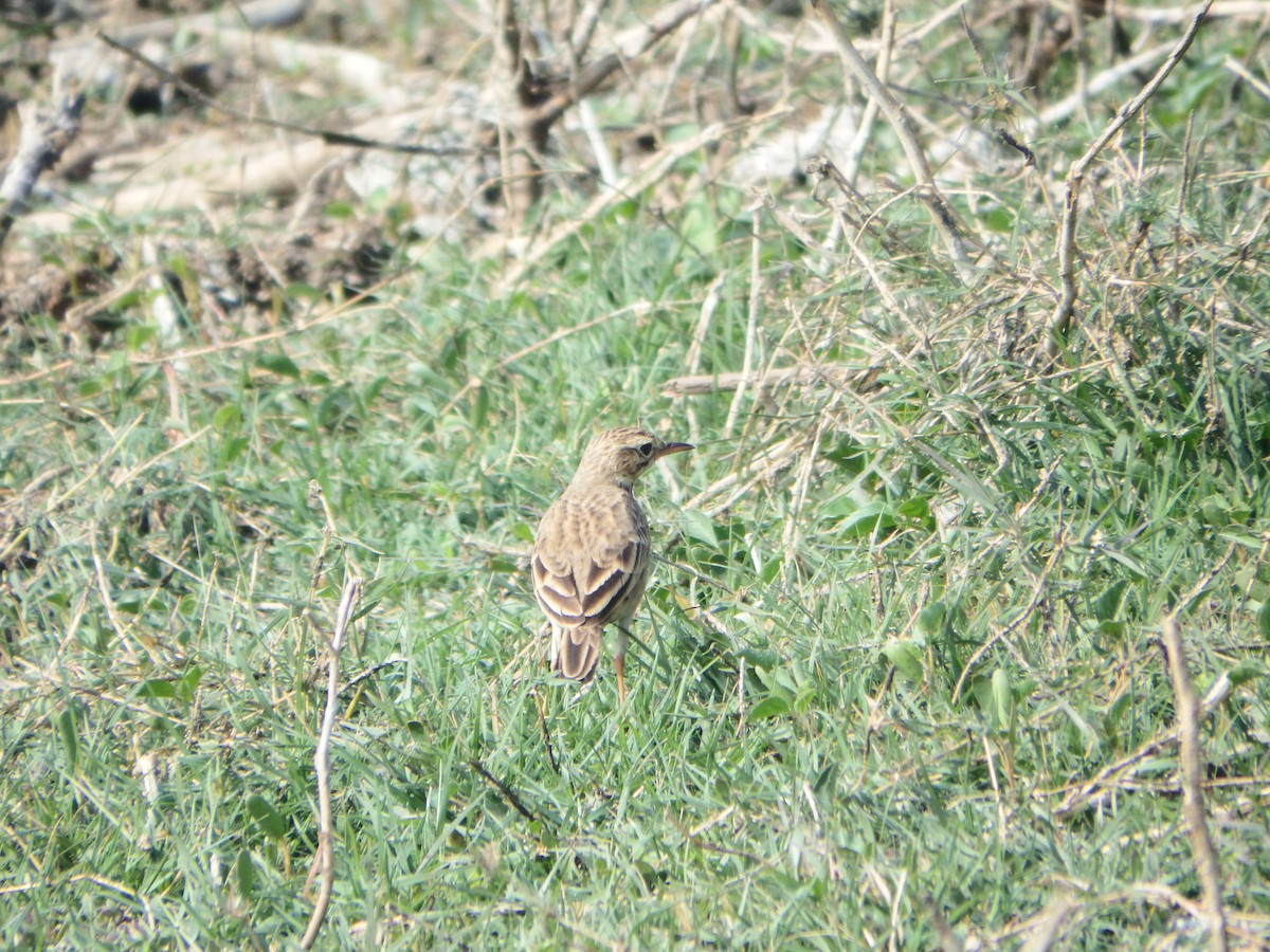 Blyth's Pipit - ML647416637
