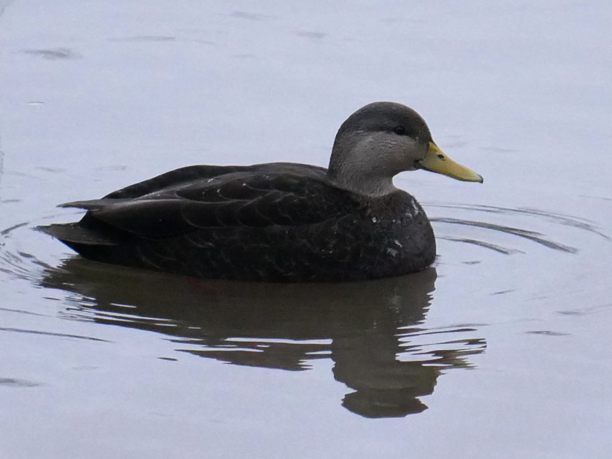 Ahate iluna - ML647416643