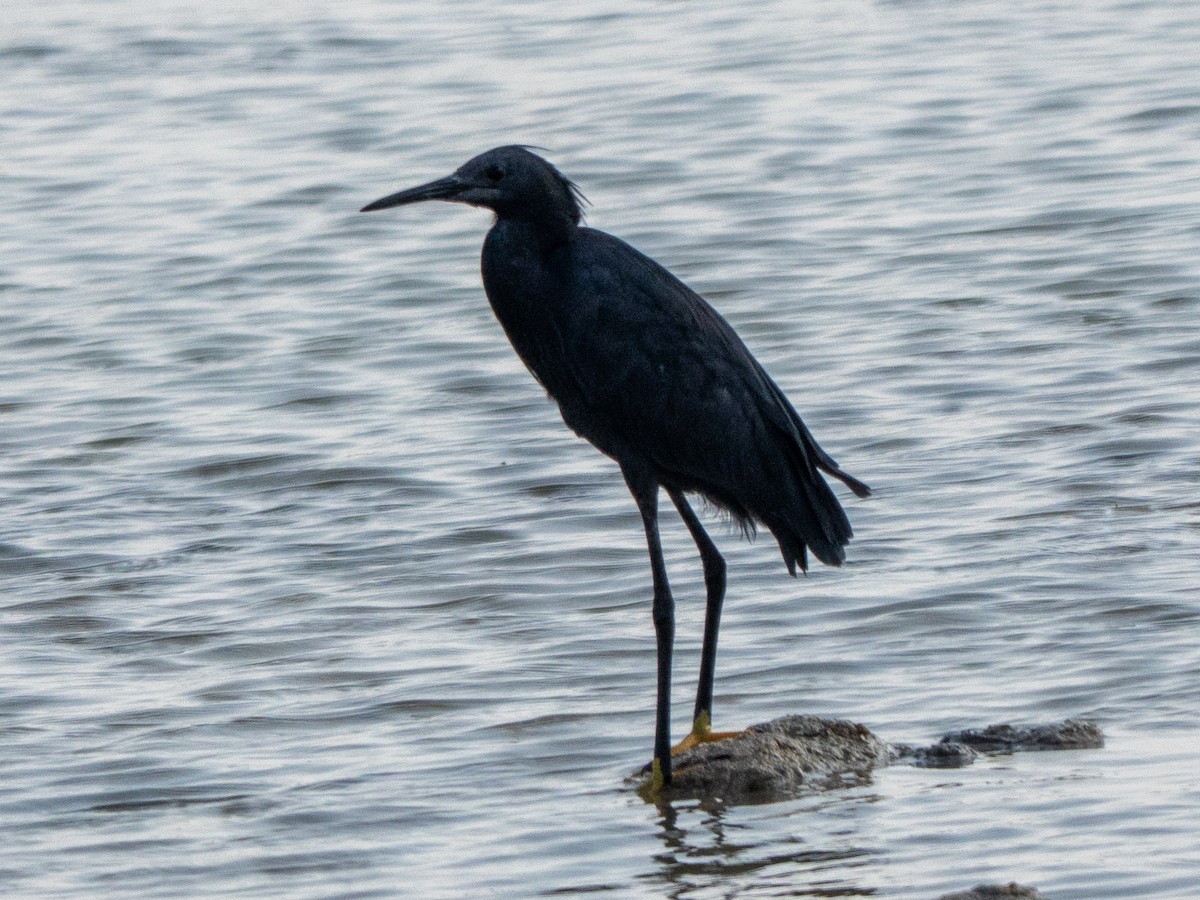 Black Heron - ML647416644
