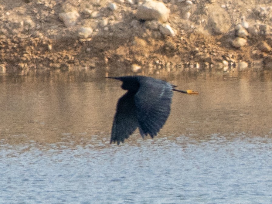 Black Heron - ML647416645