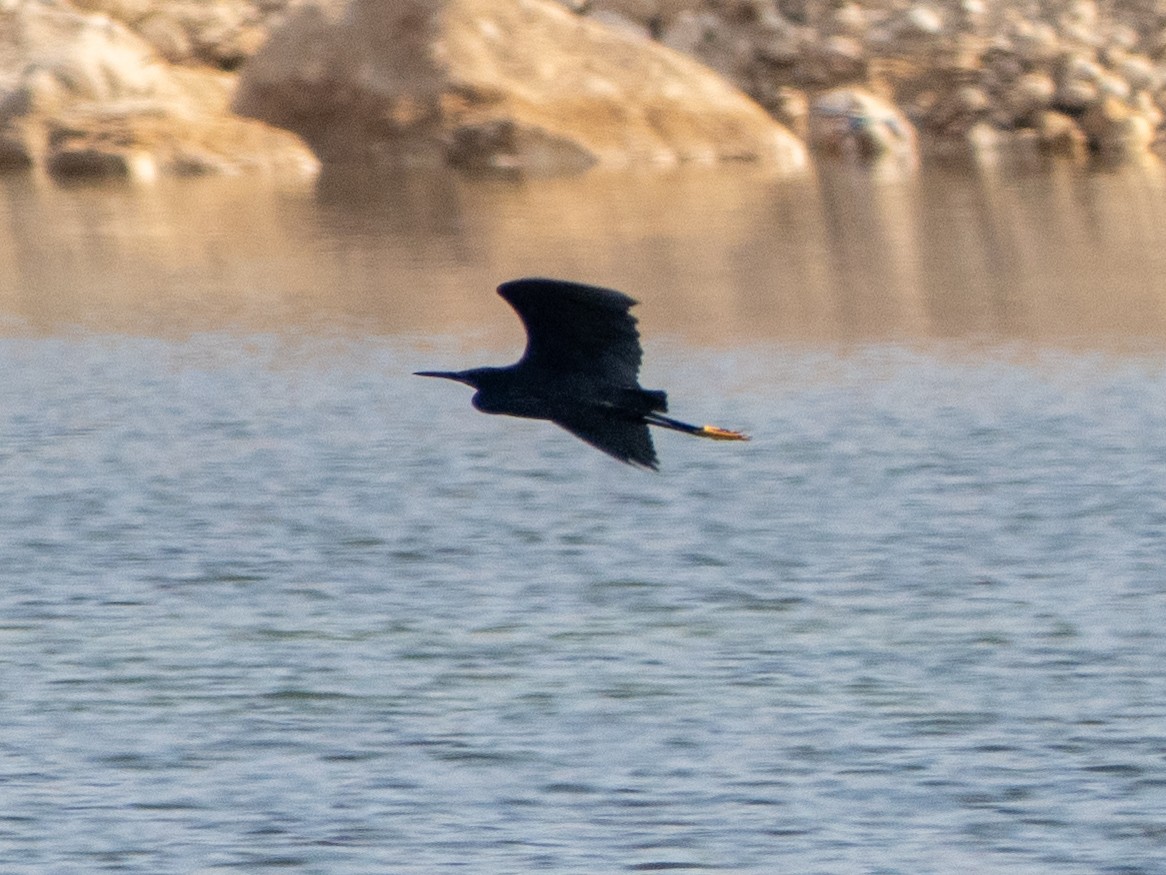 Black Heron - ML647416646