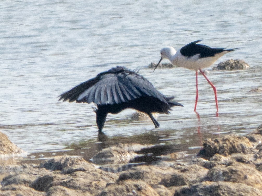 Black Heron - ML647416647