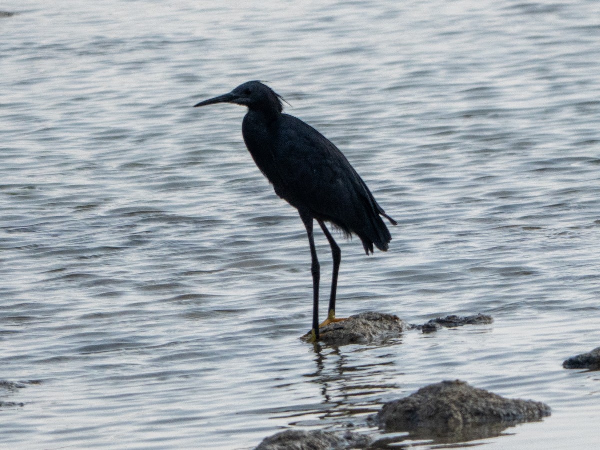 Black Heron - ML647416648