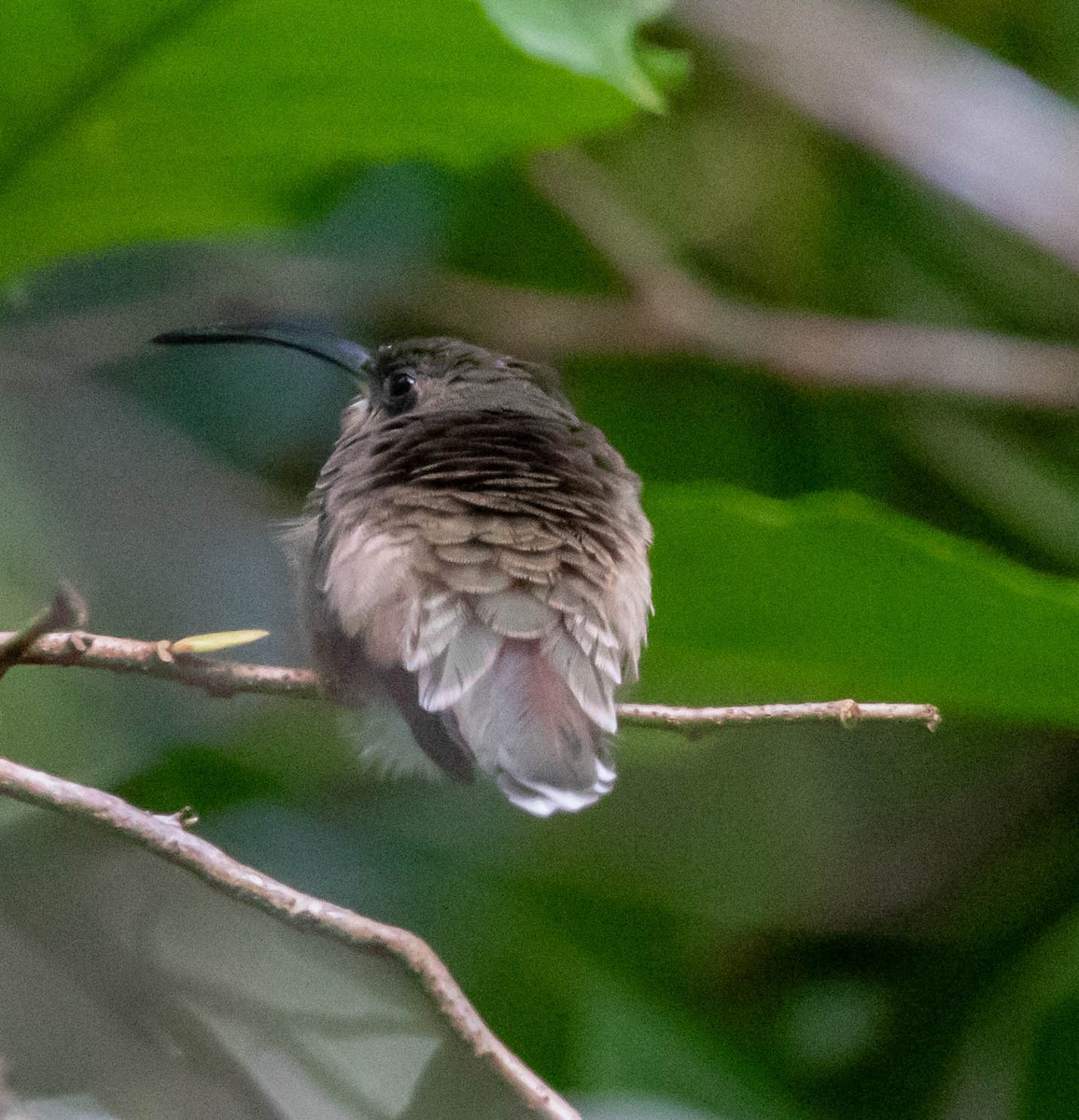 Rufous-breasted Hermit - ML647416653