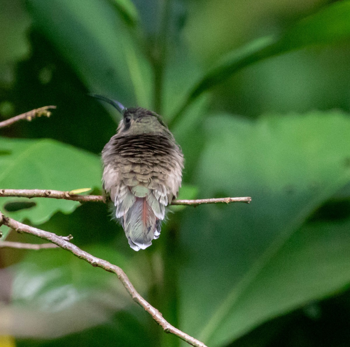 Rufous-breasted Hermit - ML647416654