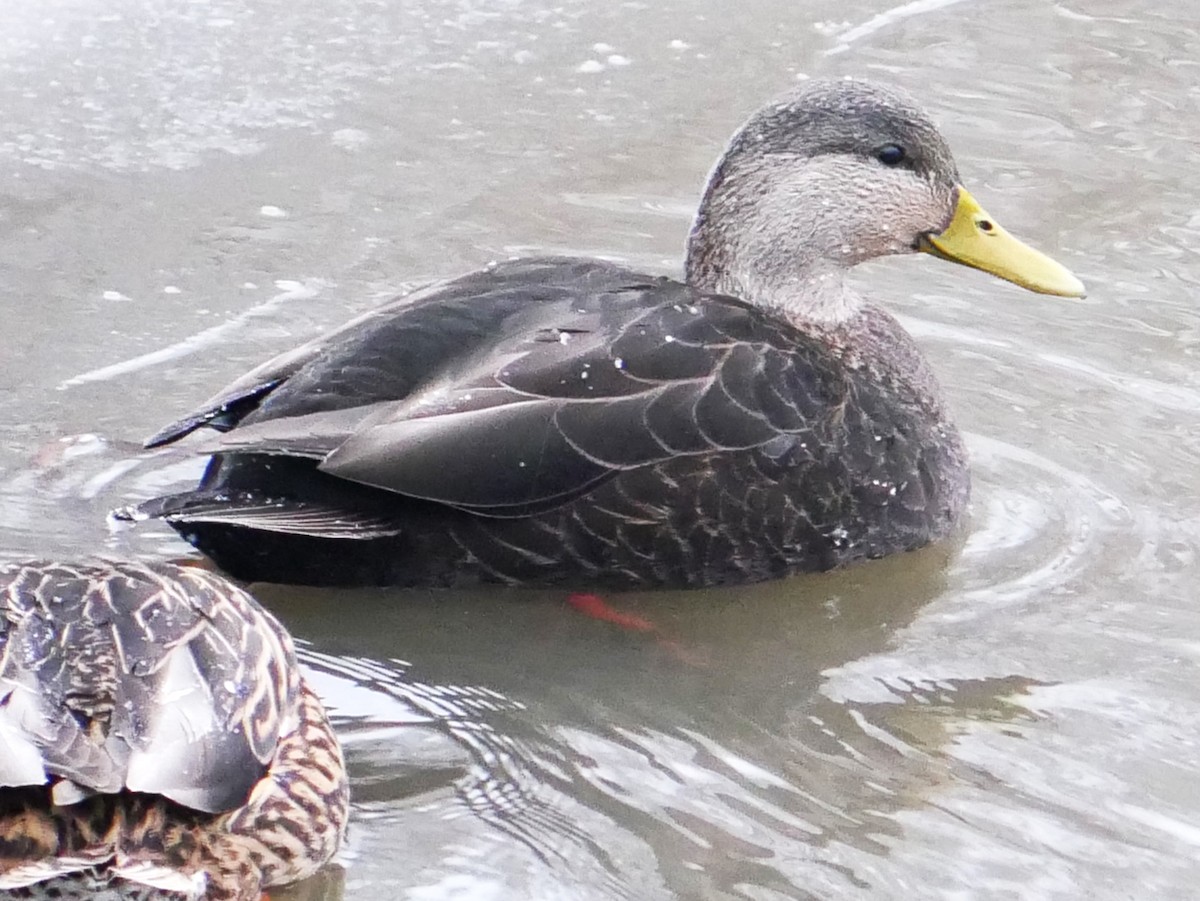 Ahate iluna - ML647416656