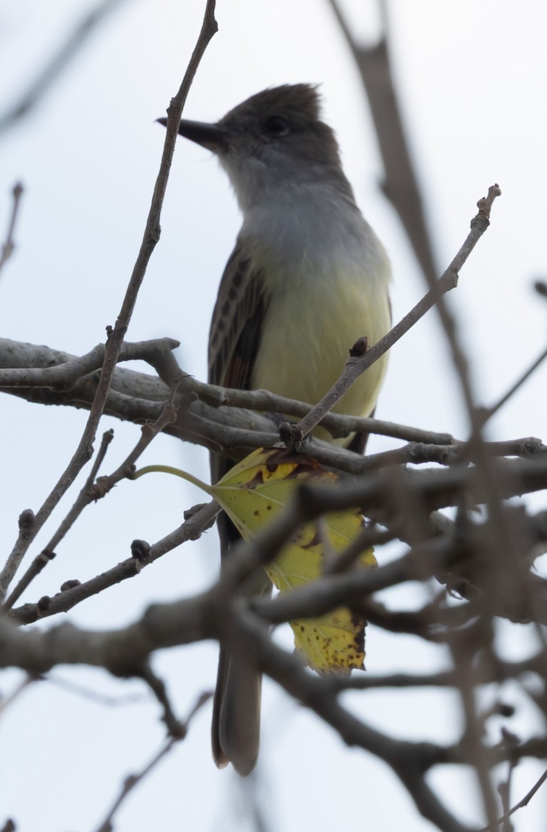 Brown-crested Flycatcher - ML647416663