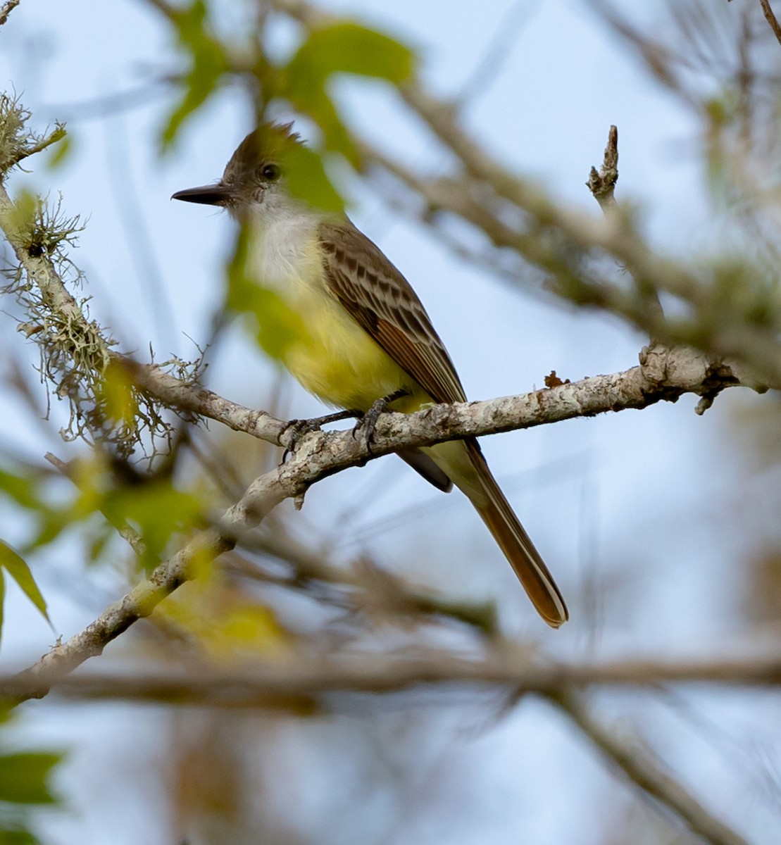 Brown-crested Flycatcher - ML647416666