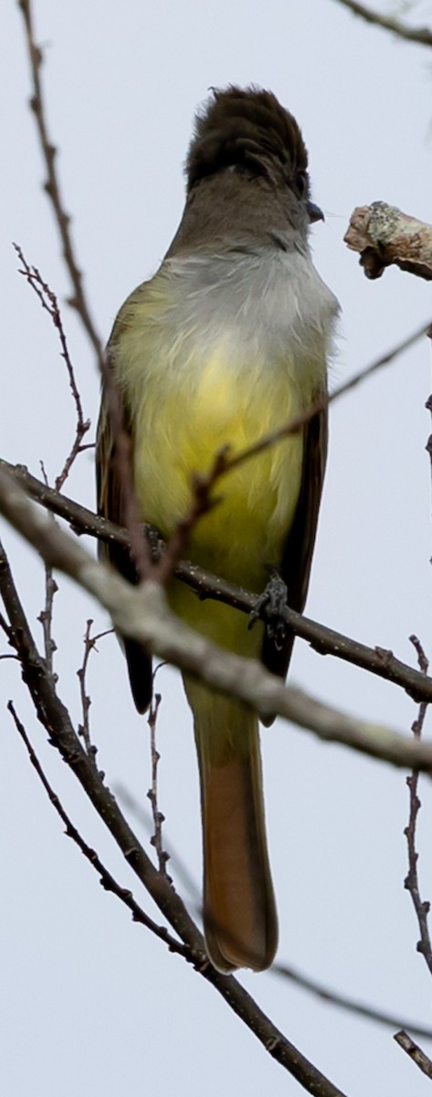Brown-crested Flycatcher - ML647416669