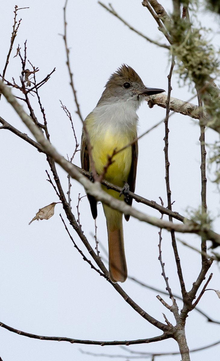 Brown-crested Flycatcher - ML647416675