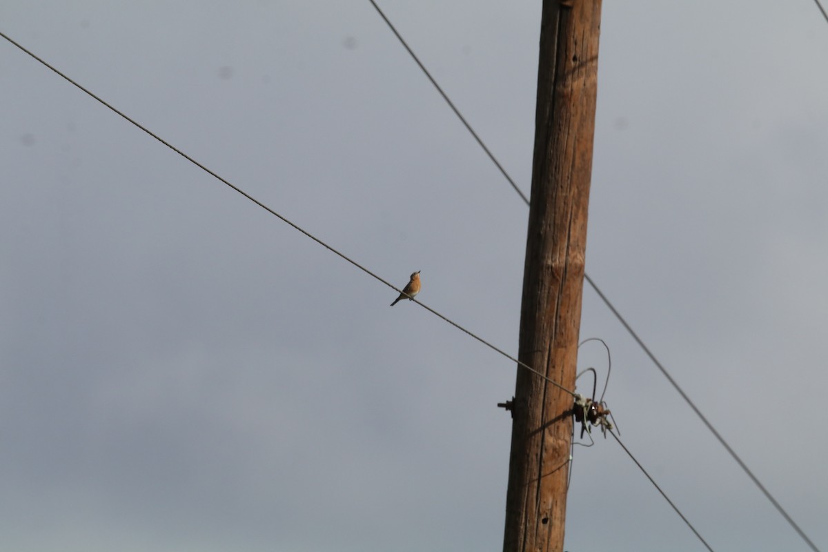 Eastern Bluebird - ML647416692