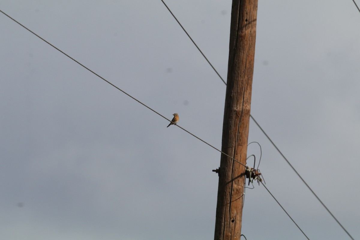 Eastern Bluebird - ML647416695