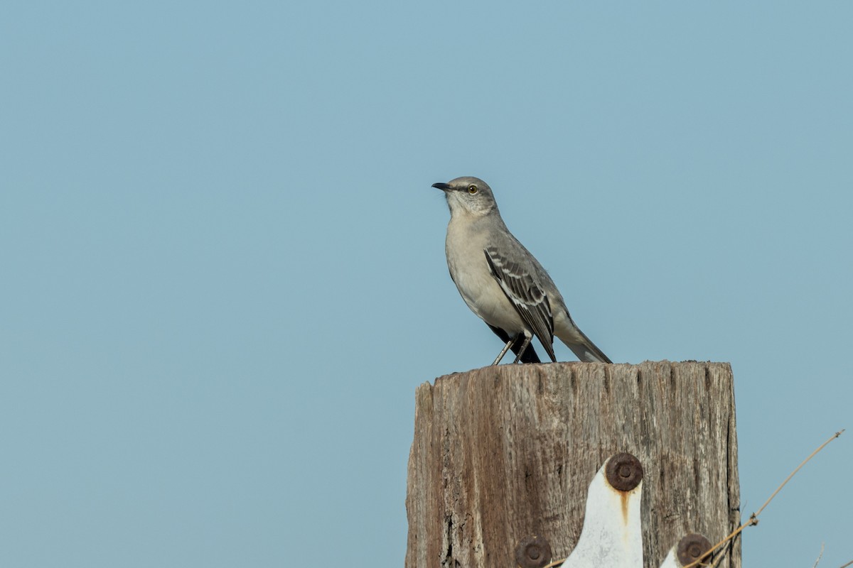 Northern Mockingbird - ML647416708