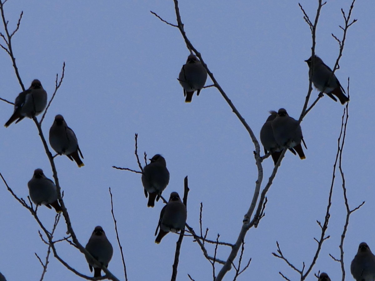 Bohemian Waxwing - ML647416718