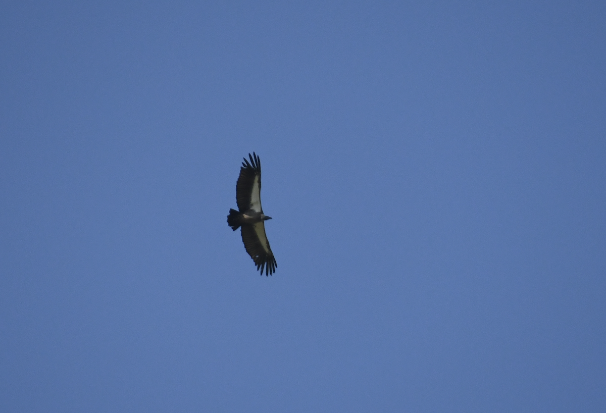 White-backed Vulture - ML647416725