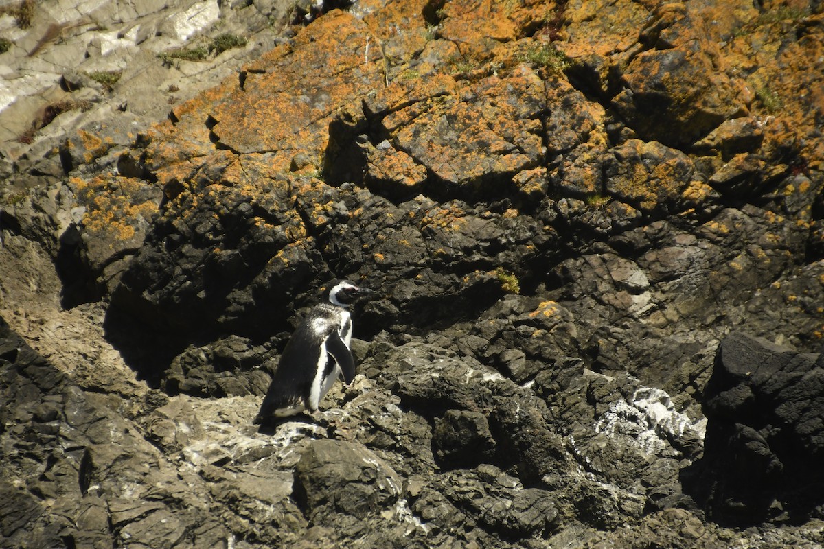 Magellanpinguin - ML647416732