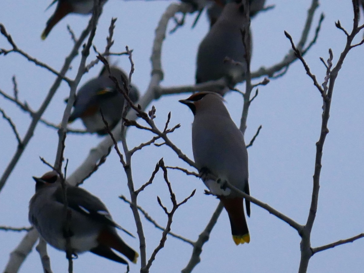 Bohemian Waxwing - ML647416741