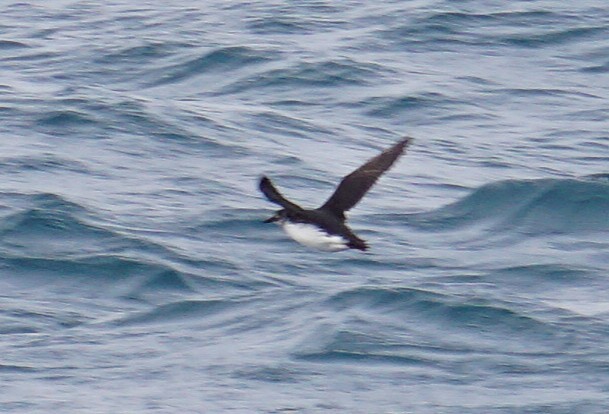 Кайра товстодзьоба - ML647416742