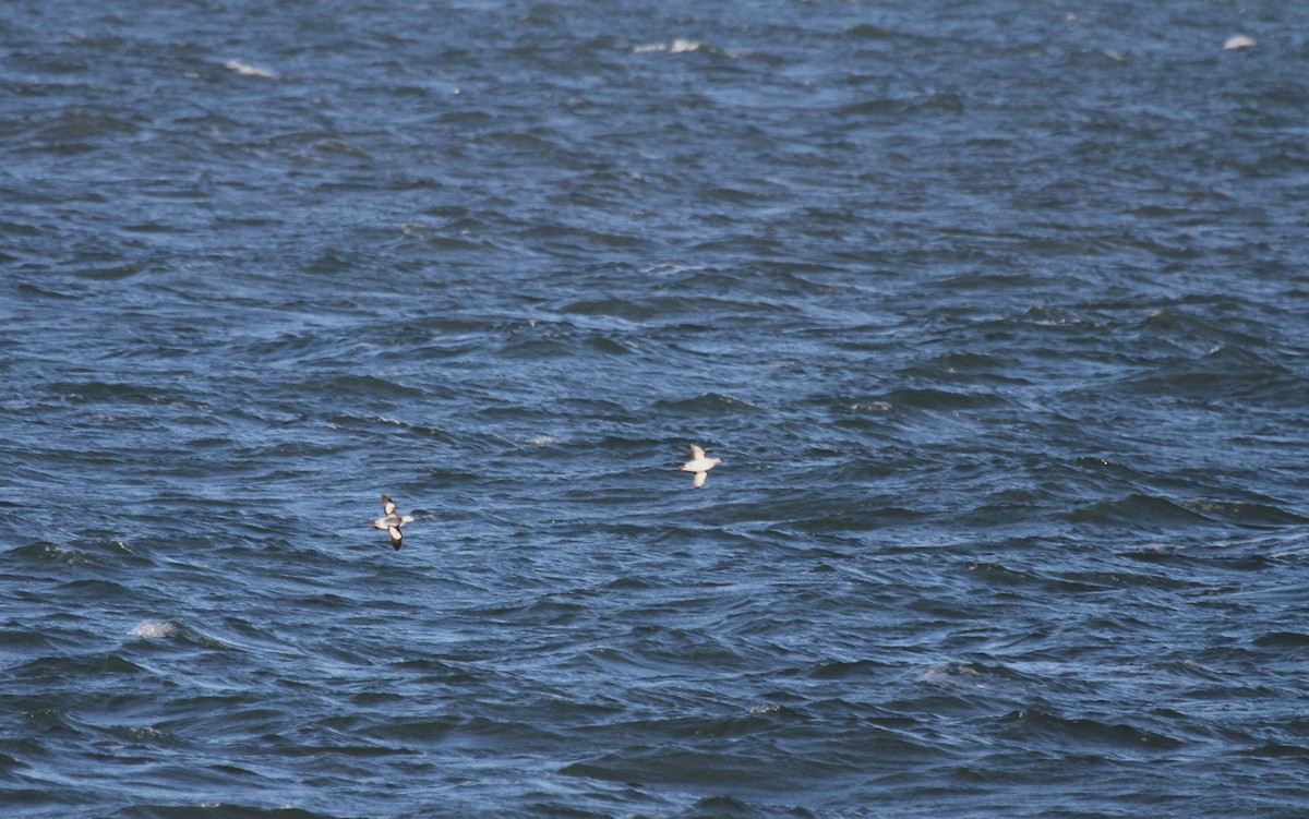 אוריה שחורה - ML647416746