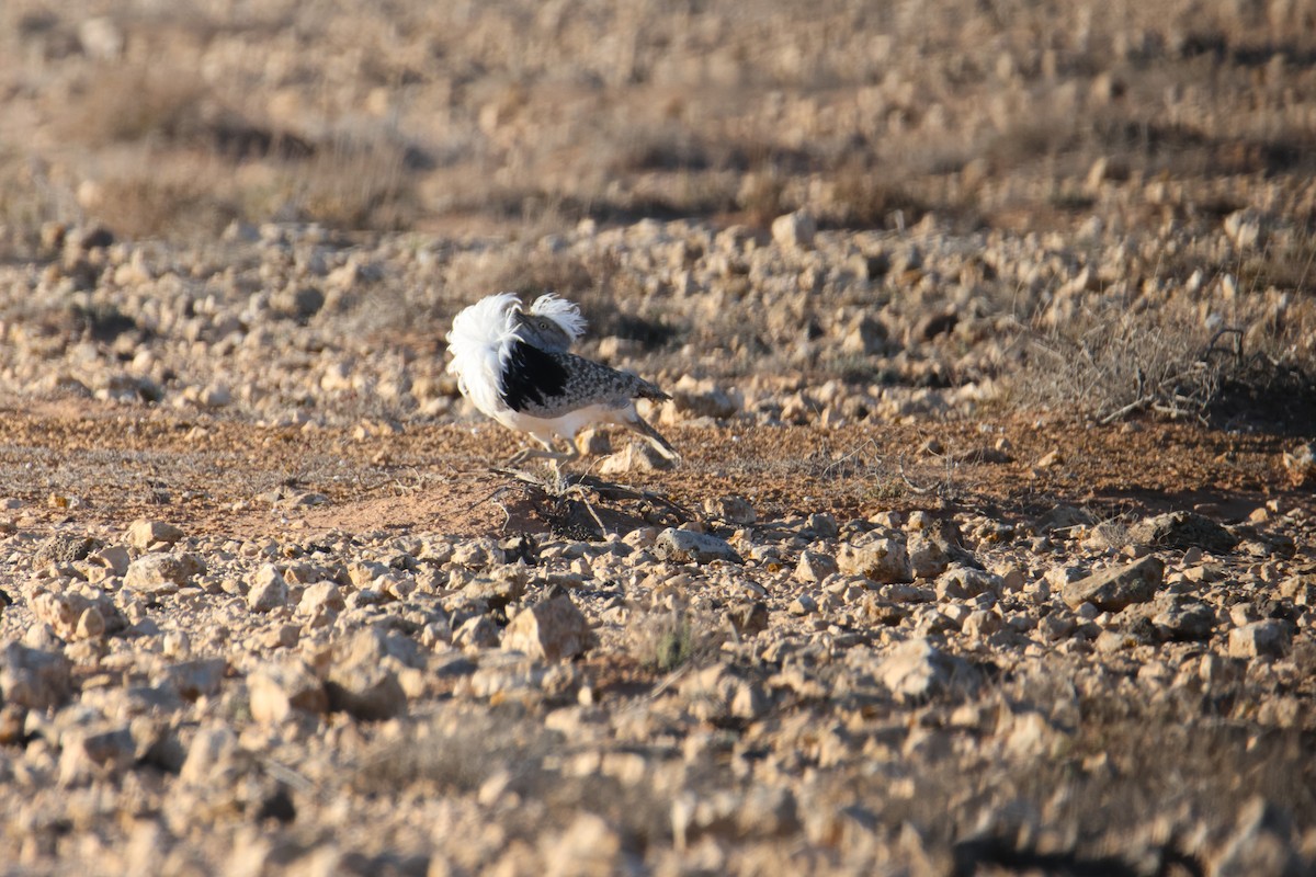 Hubara basoilo afrikarra - ML647416749