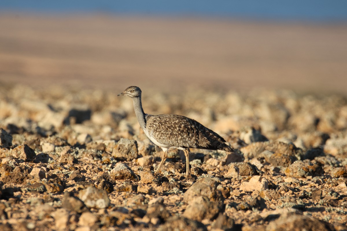 Hubara basoilo afrikarra - ML647416750