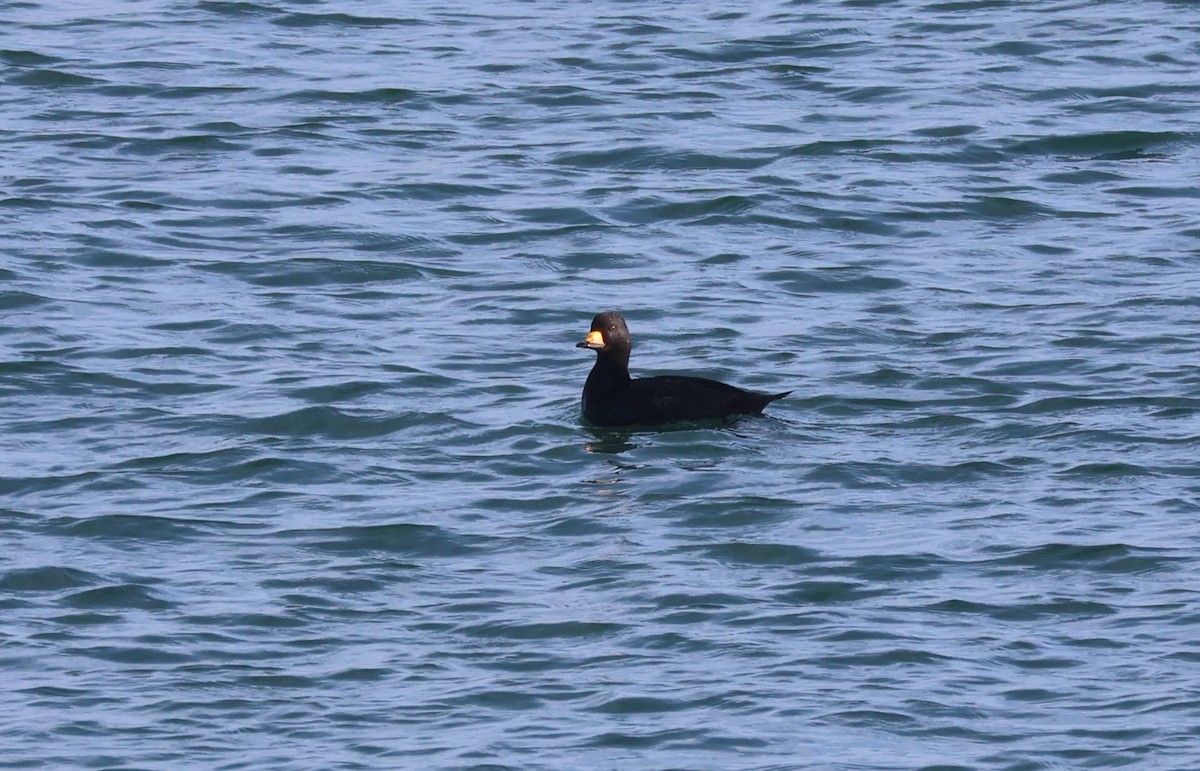 Американская синьга - ML647416752