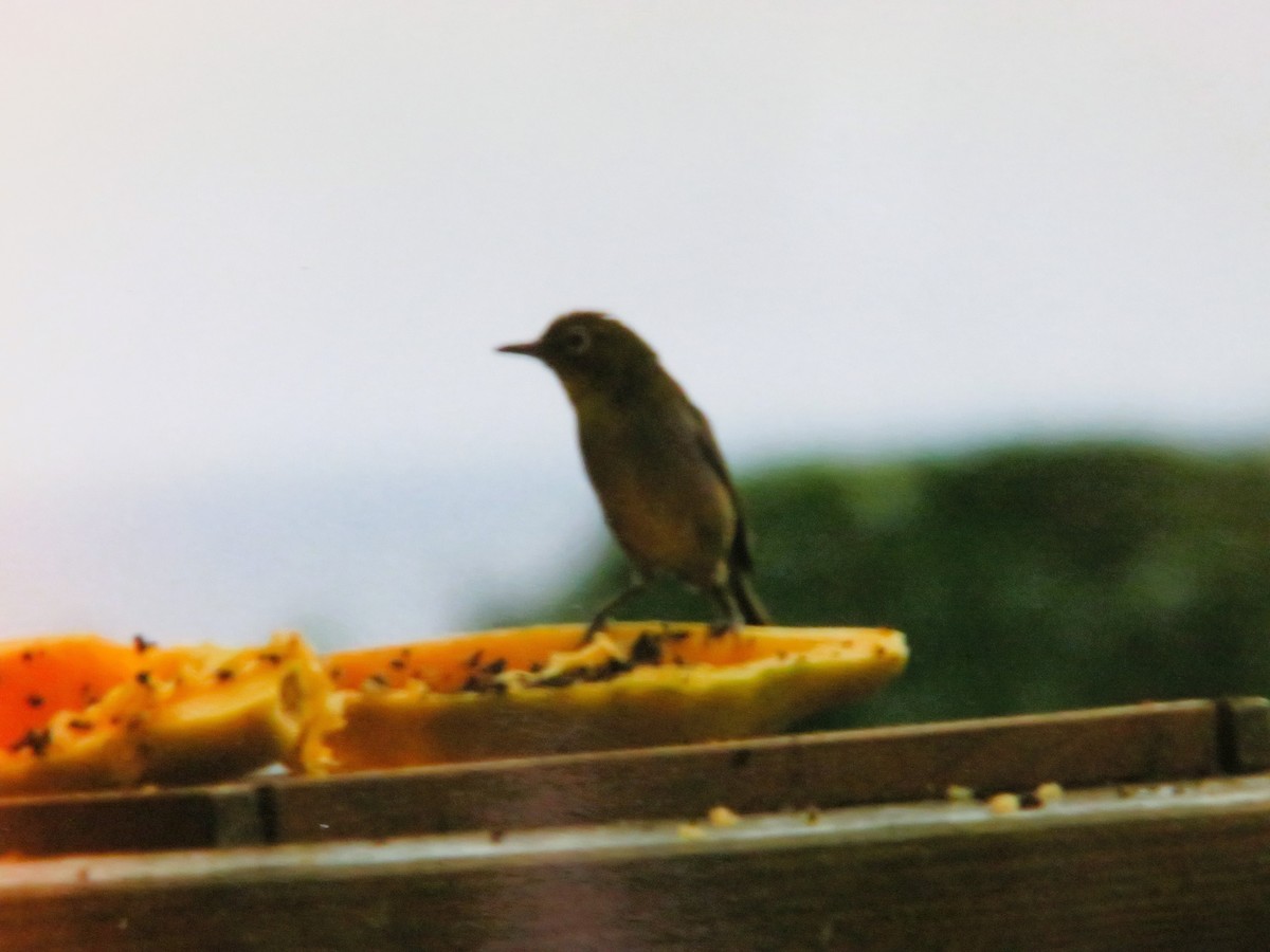 Warbling White-eye - ML647416756