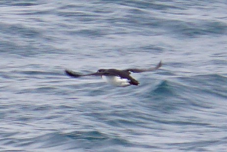 Кайра товстодзьоба - ML647416771